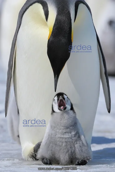: Emperor penguins, Aptenodytes forsteri, Adult Protecting : Emperor penguins, Aptenodytes forsteri, Adult Protecting