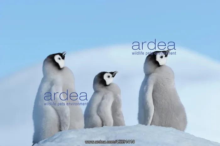 : Emperor penguins, Aptenodytes forsteri, Tree Chicks : Emperor penguins, Aptenodytes forsteri, Tree Chicks