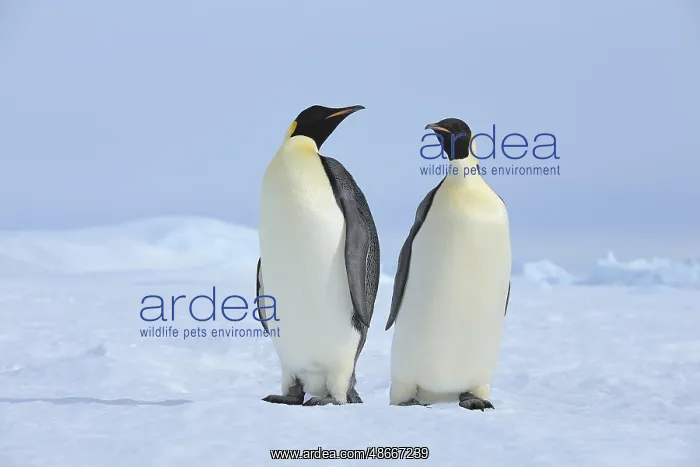 : Emperor penguins (Aptenodytes forsteri), Two Adult, Snow : Emperor penguins (Aptenodytes forsteri), Two Adult, Snow