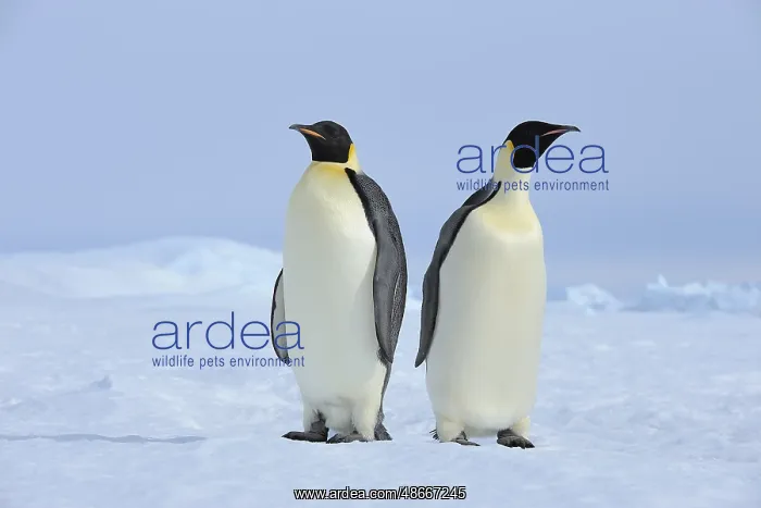 : Emperor penguins (Aptenodytes forsteri), Two Adult, Snow : Emperor penguins (Aptenodytes forsteri), Two Adult, Snow