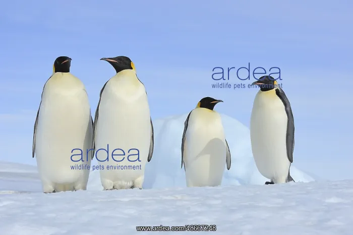 : Emperor penguins (Aptenodytes forsteri), Group of Adult : Emperor penguins (Aptenodytes forsteri), Group of Adult