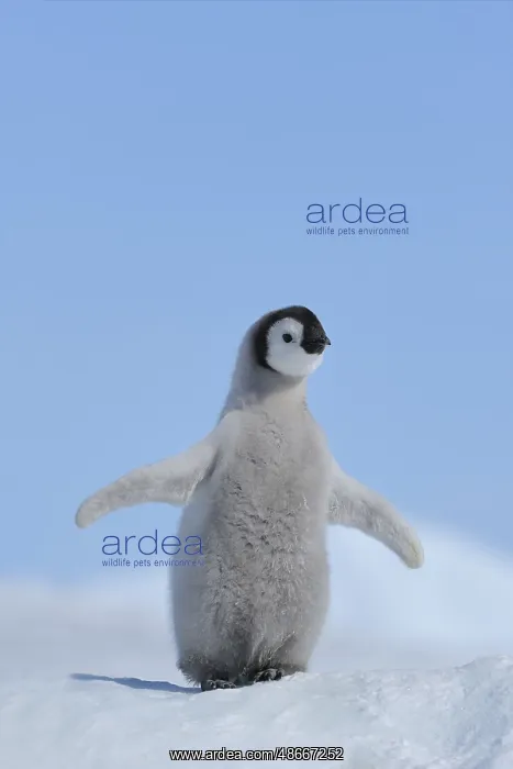 : Emperor penguins (Aptenodytes forsteri), Chick Spreading : Emperor penguins (Aptenodytes forsteri), Chick Spreading
