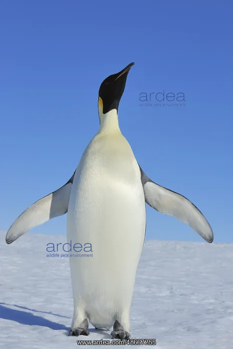 : Emperor penguins (Aptenodytes forsteri), Adult Spreading : Emperor penguins (Aptenodytes forsteri), Adult Spreading