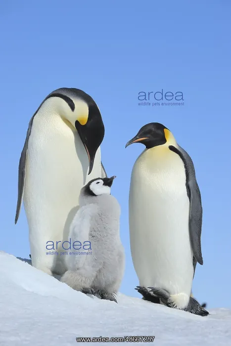 : Emperor penguins (Aptenodytes forsteri), Pair with Chick : Emperor penguins (Aptenodytes forsteri), Pair with Chick