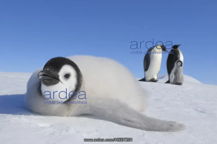 : Emperor penguins (Aptenodytes forsteri), Chick is Lying on : Emperor penguins (Aptenodytes forsteri), Chick is Lying on