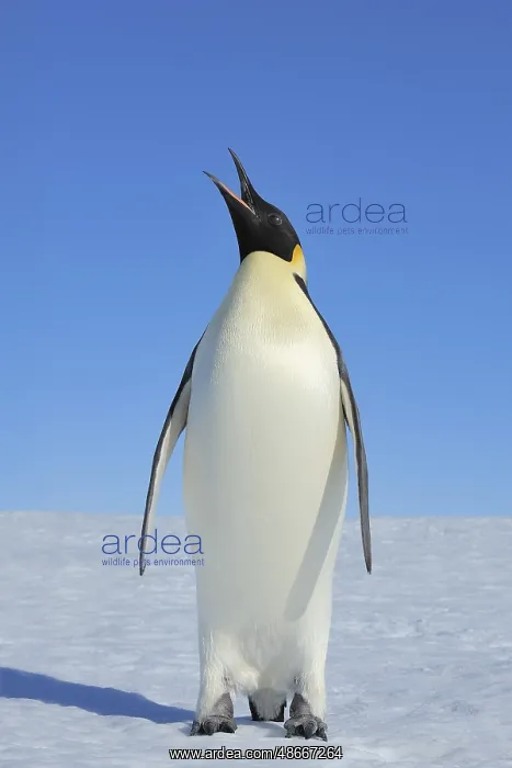 : Emperor penguins (Aptenodytes forsteri), Adult Spreading : Emperor penguins (Aptenodytes forsteri), Adult Spreading