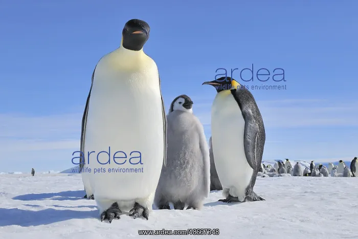 : Emperor penguins (Aptenodytes forsteri), Pair with Chick : Emperor penguins (Aptenodytes forsteri), Pair with Chick