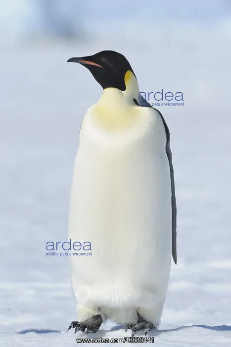 : Emperor penguins (Aptenodytes forsteri), Adult : Emperor penguins (Aptenodytes forsteri), Adult