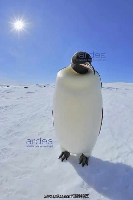 : Emperor penguins (Aptenodytes forsteri), Adult with : Emperor penguins (Aptenodytes forsteri), Adult with