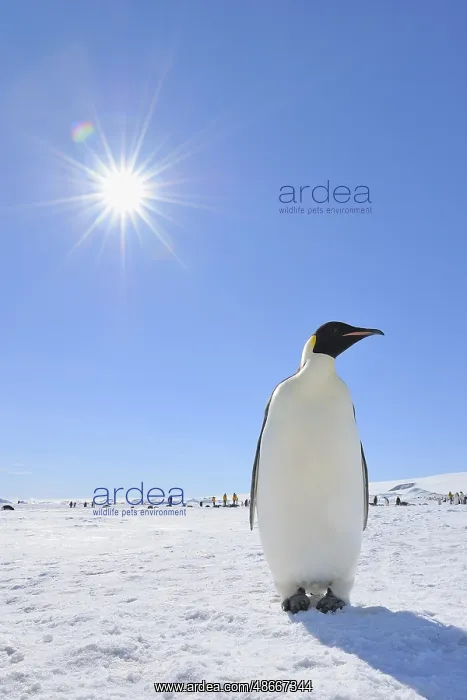 : Emperor penguins (Aptenodytes forsteri), Adult with Sun : Emperor penguins (Aptenodytes forsteri), Adult with Sun