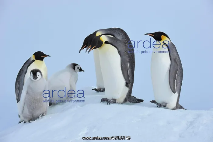 : Emperor penguins (Aptenodytes forsteri), Adults : Emperor penguins (Aptenodytes forsteri), Adults