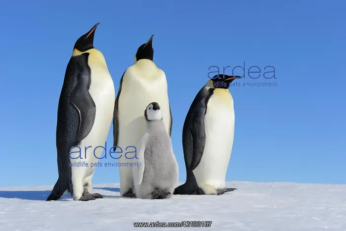 : Emperor penguins (Aptenodytes forsteri), Three Adults : Emperor penguins (Aptenodytes forsteri), Three Adults