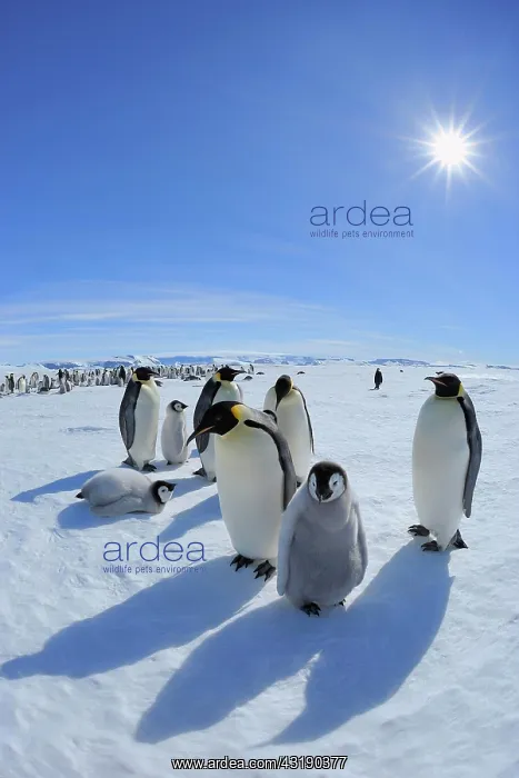 : Emperor penguins (Aptenodytes forsteri), Adults : Emperor penguins (Aptenodytes forsteri), Adults