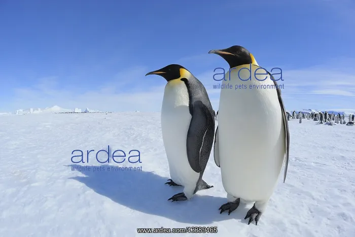 : Emperor penguins (Aptenodytes forsteri), Two Adults : Emperor penguins (Aptenodytes forsteri), Two Adults