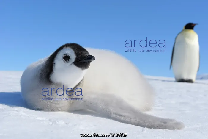 : Emperor penguins (Aptenodytes forsteri), Chick is : Emperor penguins (Aptenodytes forsteri), Chick is