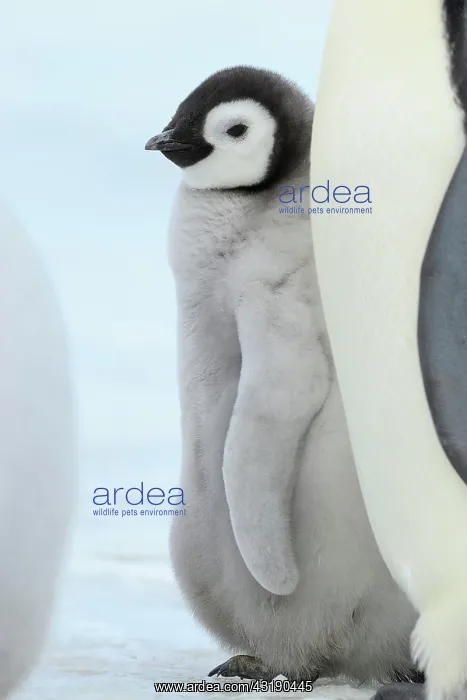 : Emperor penguins (Aptenodytes forsteri), Chick : Emperor penguins (Aptenodytes forsteri), Chick