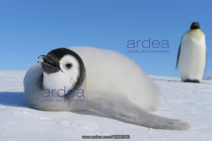 : Emperor penguins (Aptenodytes forsteri), Chick is : Emperor penguins (Aptenodytes forsteri), Chick is