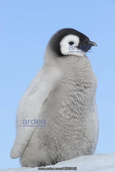 : Emperor penguins (Aptenodytes forsteri), Chick : Emperor penguins (Aptenodytes forsteri), Chick