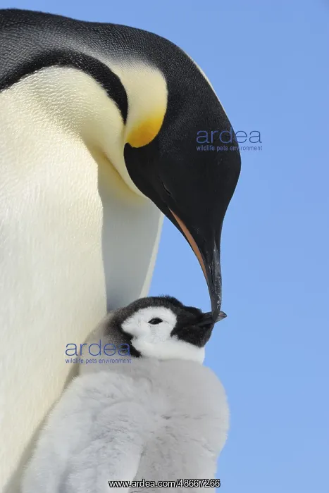 : Emperor penguins (Aptenodytes forsteri), with a Chick : Emperor penguins (Aptenodytes forsteri), with a Chick