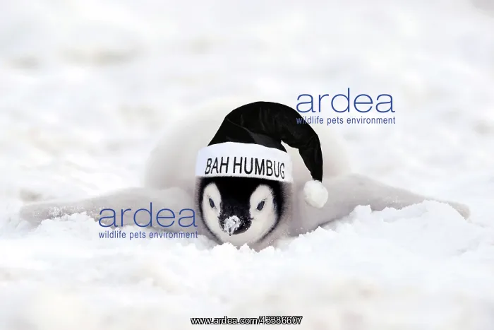 : Emperor penguins (Aptenodytes forsteri), Chick i : Emperor penguins (Aptenodytes forsteri), Chick i