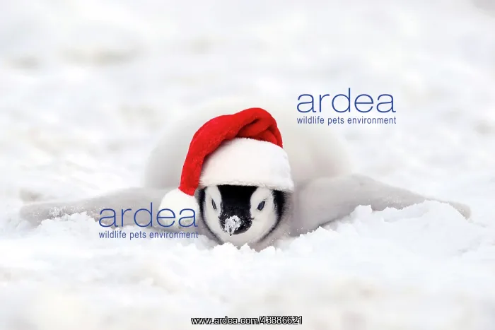 : Emperor penguins (Aptenodytes forsteri), Chick i : Emperor penguins (Aptenodytes forsteri), Chick i