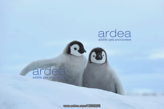  : Emperor penguins (Aptenodytes forsteri), Two Chicks