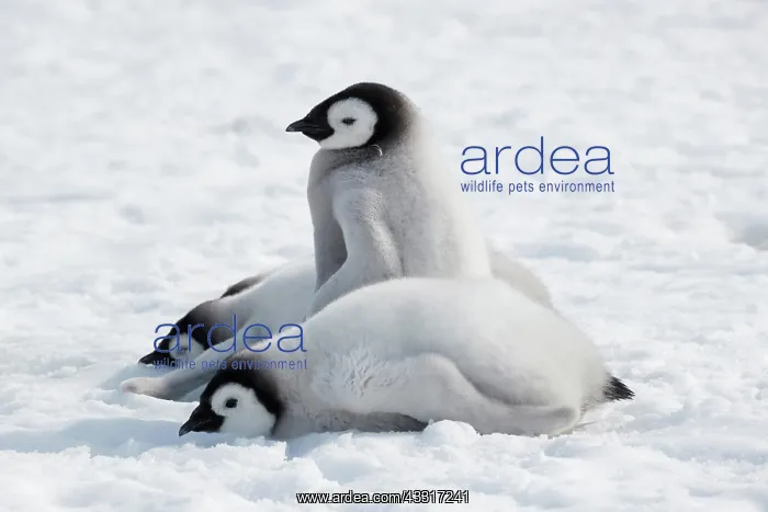: Emperor penguins (Aptenodytes forsteri), chicks : Emperor penguins (Aptenodytes forsteri), chicks
