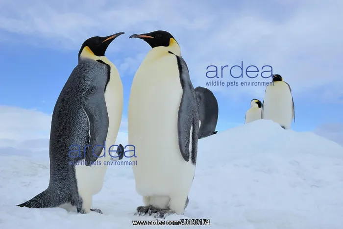 : Emperor penguins (Aptenodytes forsteri), Group of : Emperor penguins (Aptenodytes forsteri), Group of