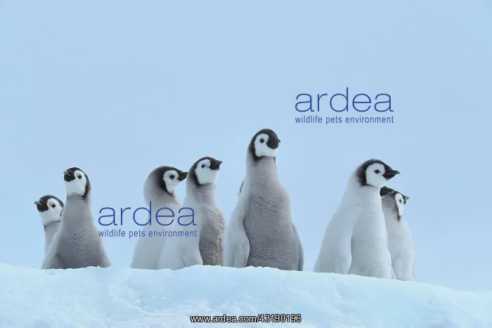 : Emperor penguins (Aptenodytes forsteri), Group of : Emperor penguins (Aptenodytes forsteri), Group of
