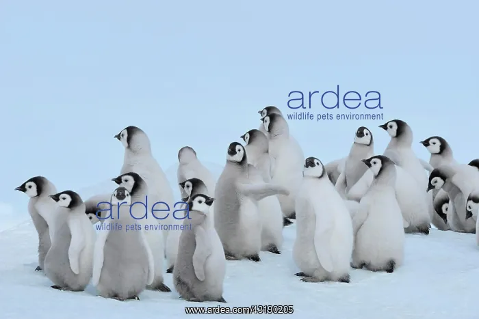 : Emperor penguins (Aptenodytes forsteri), Group of : Emperor penguins (Aptenodytes forsteri), Group of
