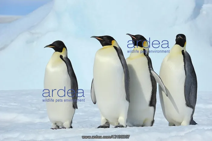 : Emperor penguins (Aptenodytes forsteri), Group of : Emperor penguins (Aptenodytes forsteri), Group of