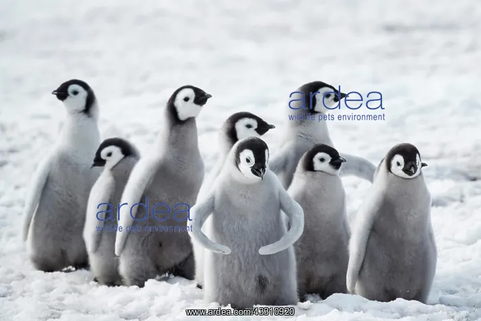 : Emperor penguins (Aptenodytes forsteri), a group : Emperor penguins (Aptenodytes forsteri), a group