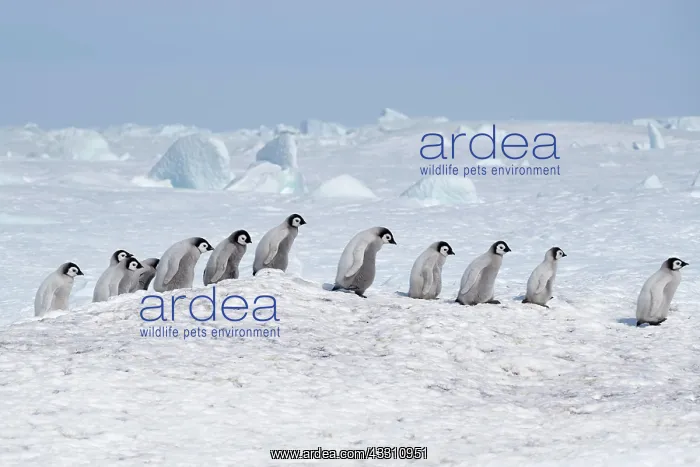 : Emperor penguins (Aptenodytes forsteri), a group : Emperor penguins (Aptenodytes forsteri), a group