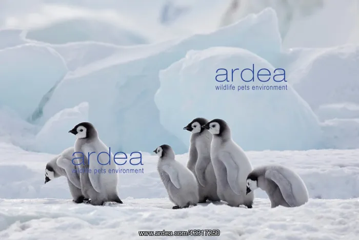 : Emperor penguins (Aptenodytes forsteri), group of : Emperor penguins (Aptenodytes forsteri), group of