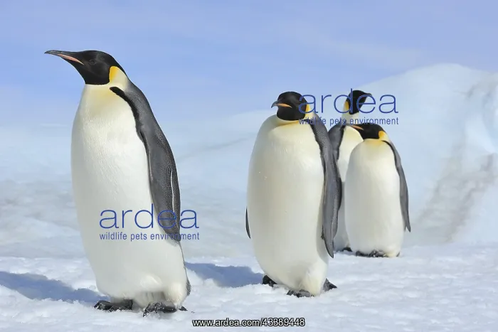 : Emperor penguins (Aptenodytes forsteri), Group of : Emperor penguins (Aptenodytes forsteri), Group of