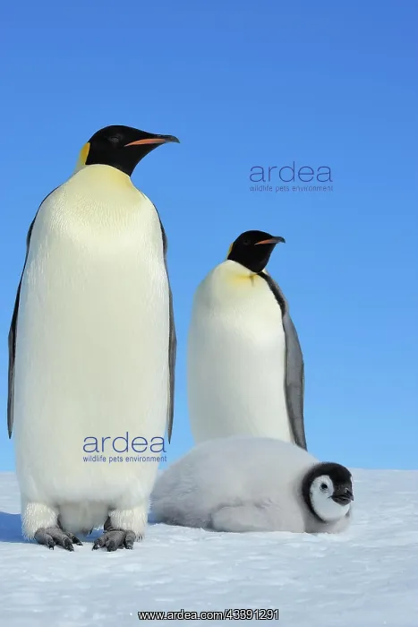 : Emperor penguins, Aptenodytes forsteri, Group of : Emperor penguins, Aptenodytes forsteri, Group of