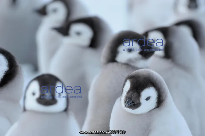 : Emperor penguins, Aptenodytes forsteri, Group of : Emperor penguins, Aptenodytes forsteri, Group of