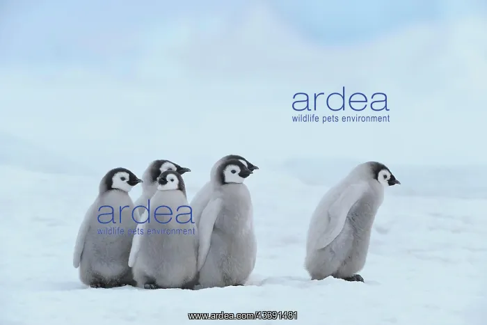 : Emperor penguins, Aptenodytes forsteri, Group of : Emperor penguins, Aptenodytes forsteri, Group of