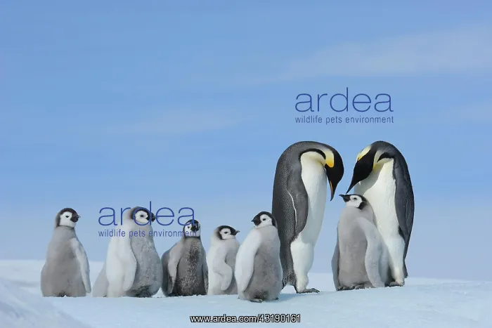 : Emperor penguins (Aptenodytes forsteri), Pair with : Emperor penguins (Aptenodytes forsteri), Pair with