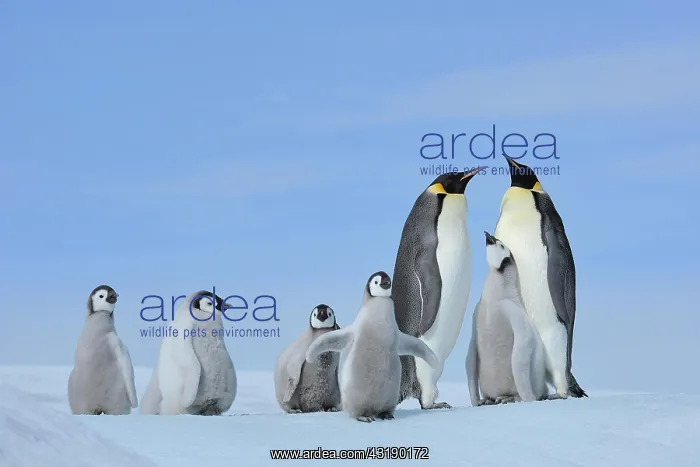 : Emperor penguins (Aptenodytes forsteri), Pair with : Emperor penguins (Aptenodytes forsteri), Pair with