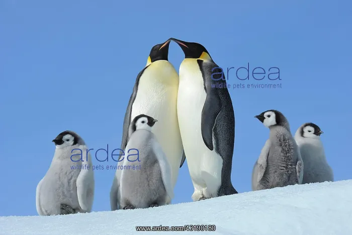 : Emperor penguins (Aptenodytes forsteri), Pair with : Emperor penguins (Aptenodytes forsteri), Pair with