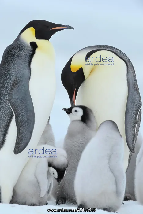 : Emperor penguins (Aptenodytes forsteri), Pair with : Emperor penguins (Aptenodytes forsteri), Pair with