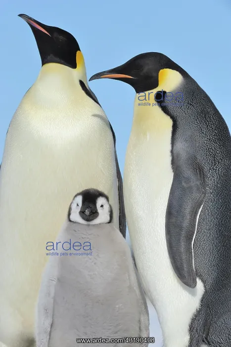  : Emperor penguins (Aptenodytes forsteri), Pair with