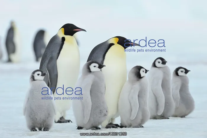 : Emperor penguins, Aptenodytes forsteri, Pair with : Emperor penguins, Aptenodytes forsteri, Pair with