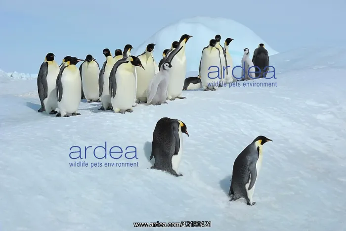 : Emperor penguins (Aptenodytes forsteri), Penguin : Emperor penguins (Aptenodytes forsteri), Penguin