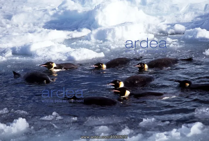 : EMPEROR PENGUINS - bathing in an ice pool : EMPEROR PENGUINS - bathing in an ice pool