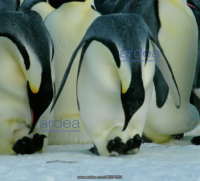 : Emperor Penguins - two birds bending down to check : Emperor Penguins - two birds bending down to check