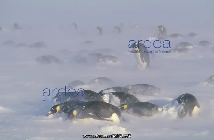  : Emperor penguins - in blizzard