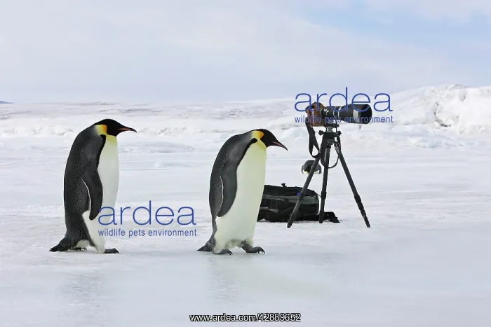 : Emperor Penguins - Next to camera tripod : Emperor Penguins - Next to camera tripod