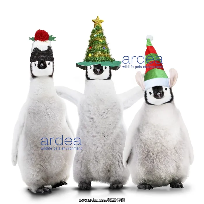 : Emperor Penguins at Christmas, wearing Christmas hats : Emperor Penguins at Christmas, wearing Christmas hats